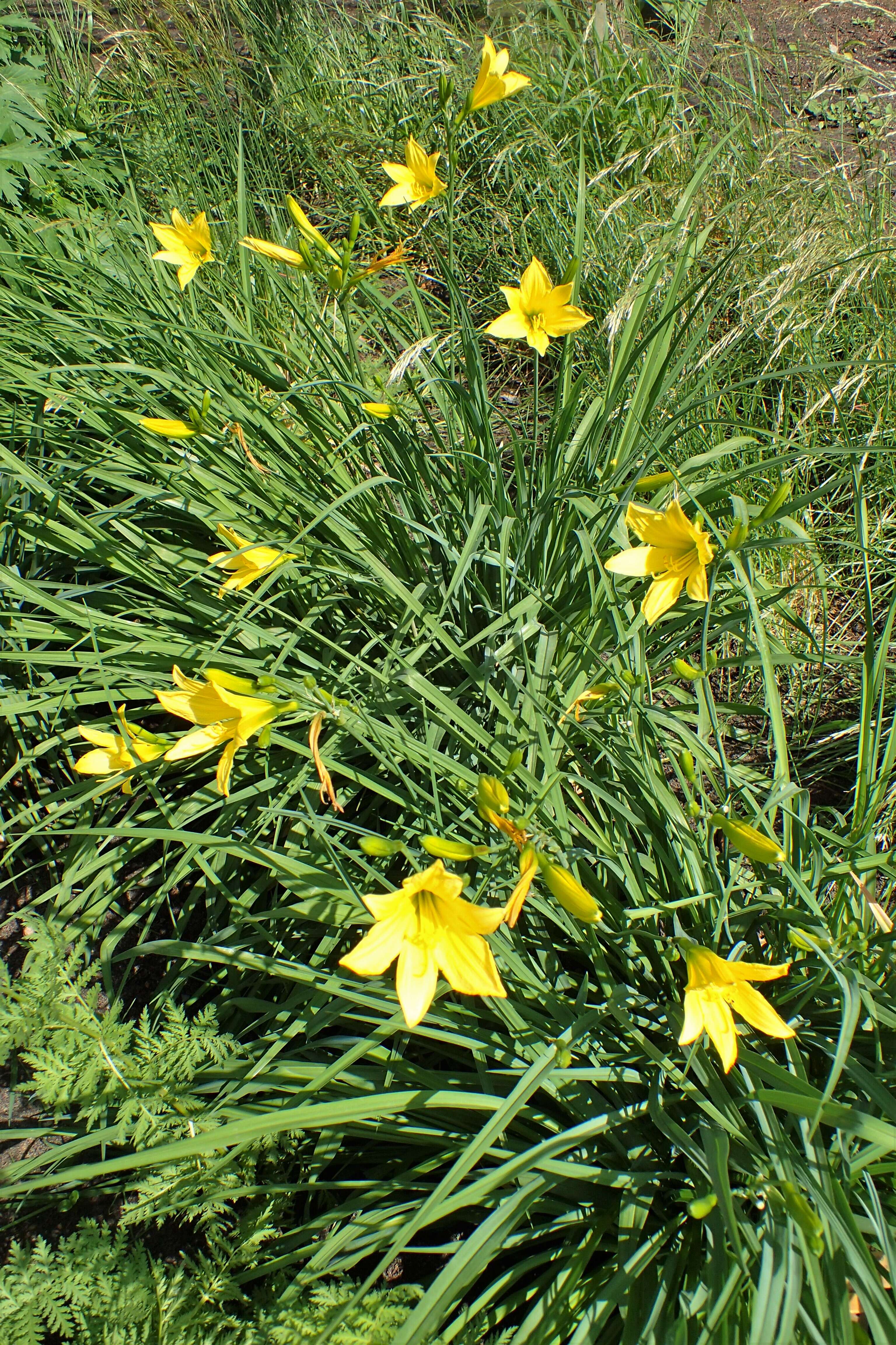 Imagem de Hemerocallis lilioasphodelus L.