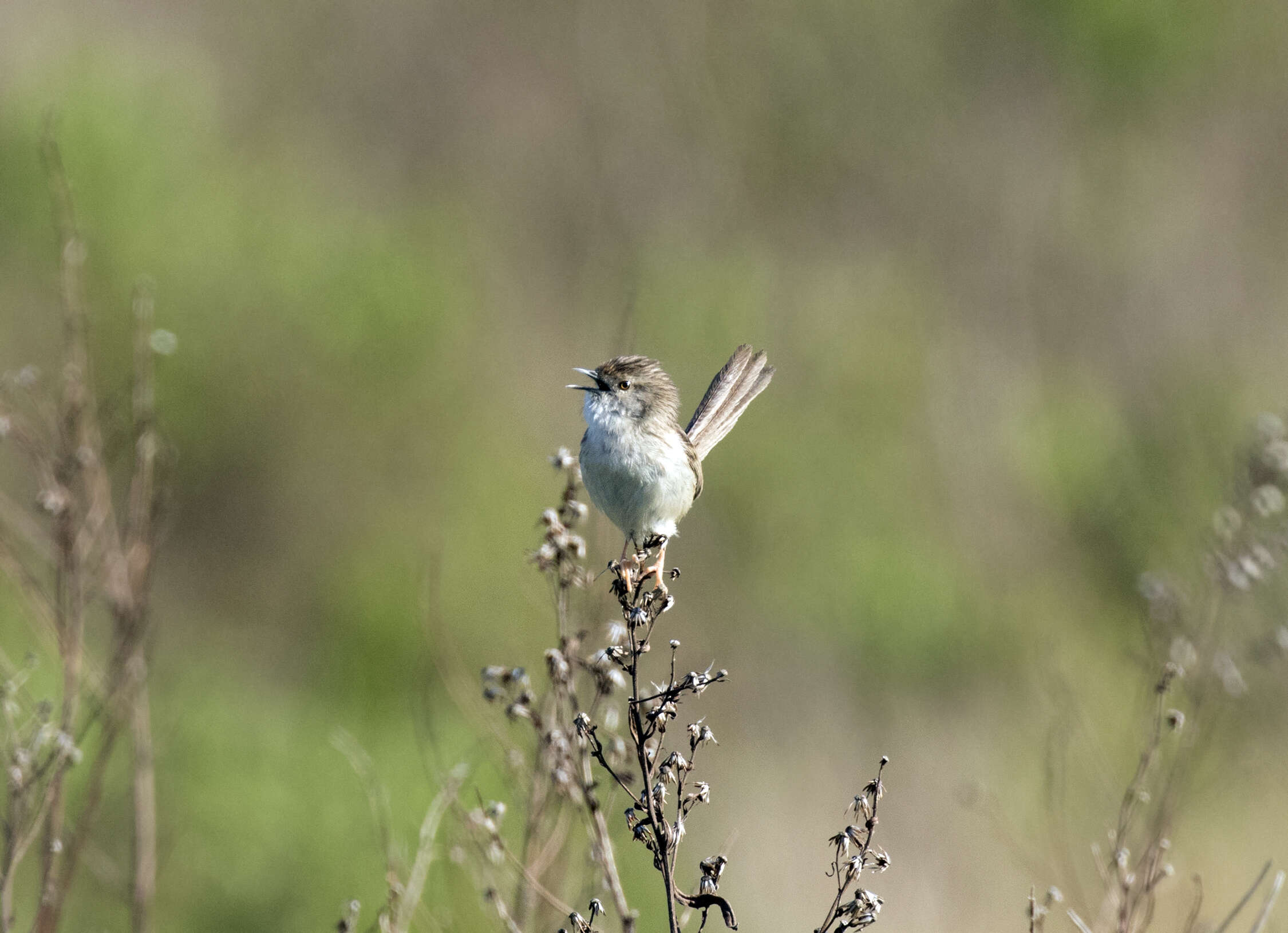 Image of Graceful Prinia