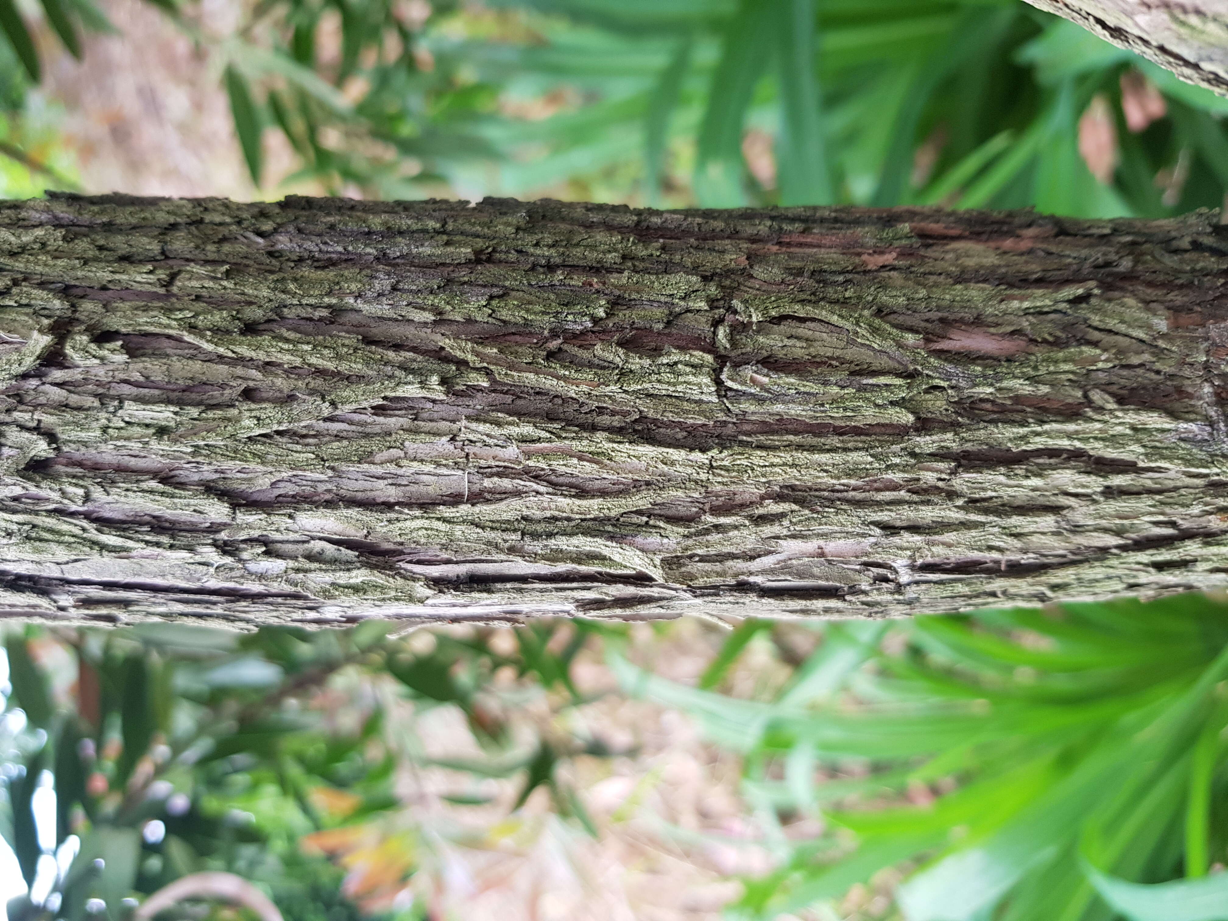 Image of cliff bottlebrush