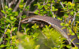 Image of Southern Skink