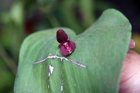 Imagem de Pleurothallis cardiothallis Rchb. fil.