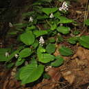 Image of Bistorta abukumensis K. Yonekura, J. Iketsu & H. Ohashi