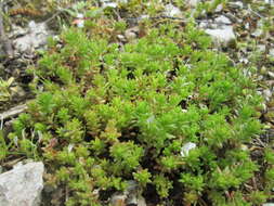 Image of Tasteless Stonecrop