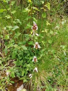 Image of late spider-orchid