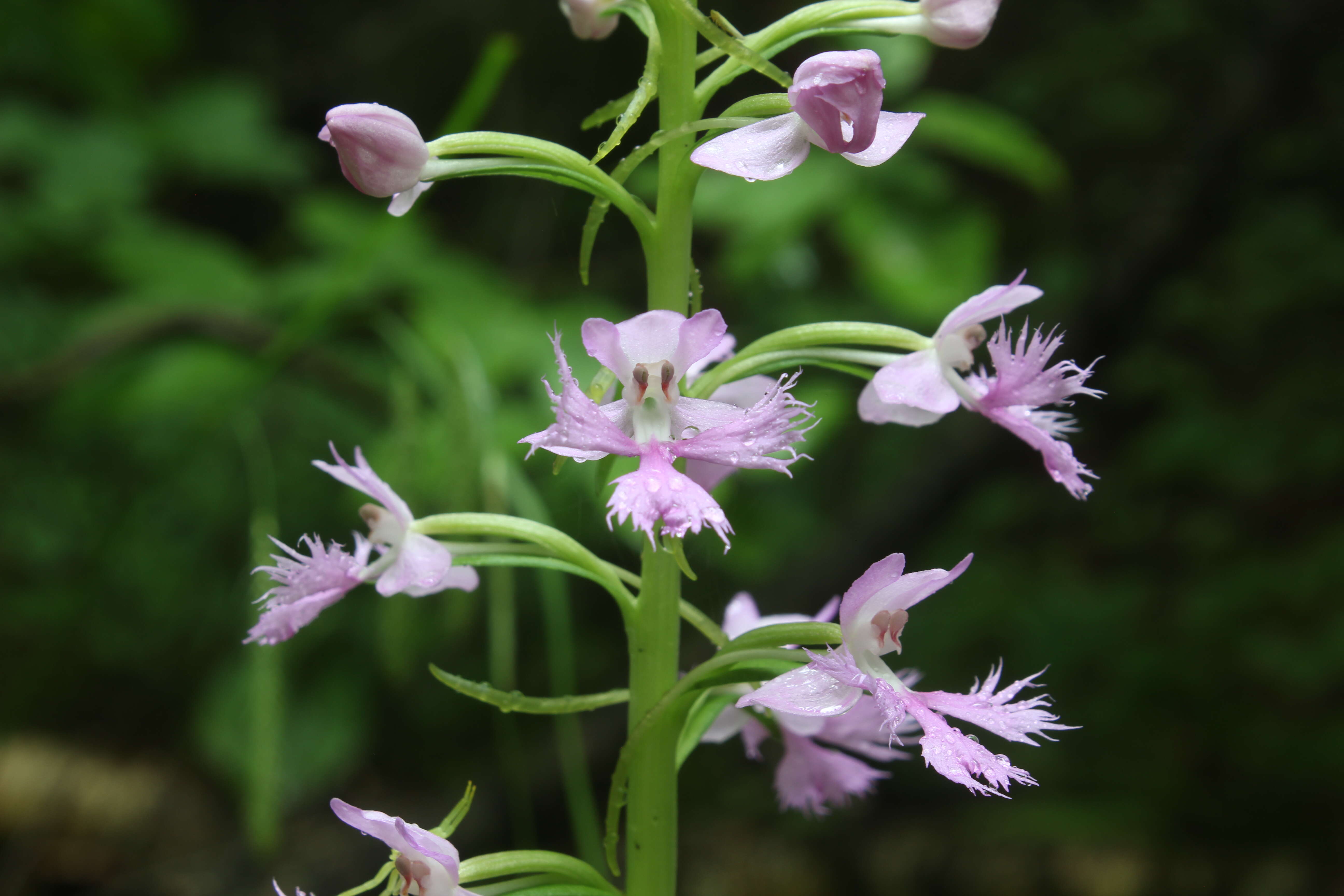 Image of Lesser purple fringed orchid