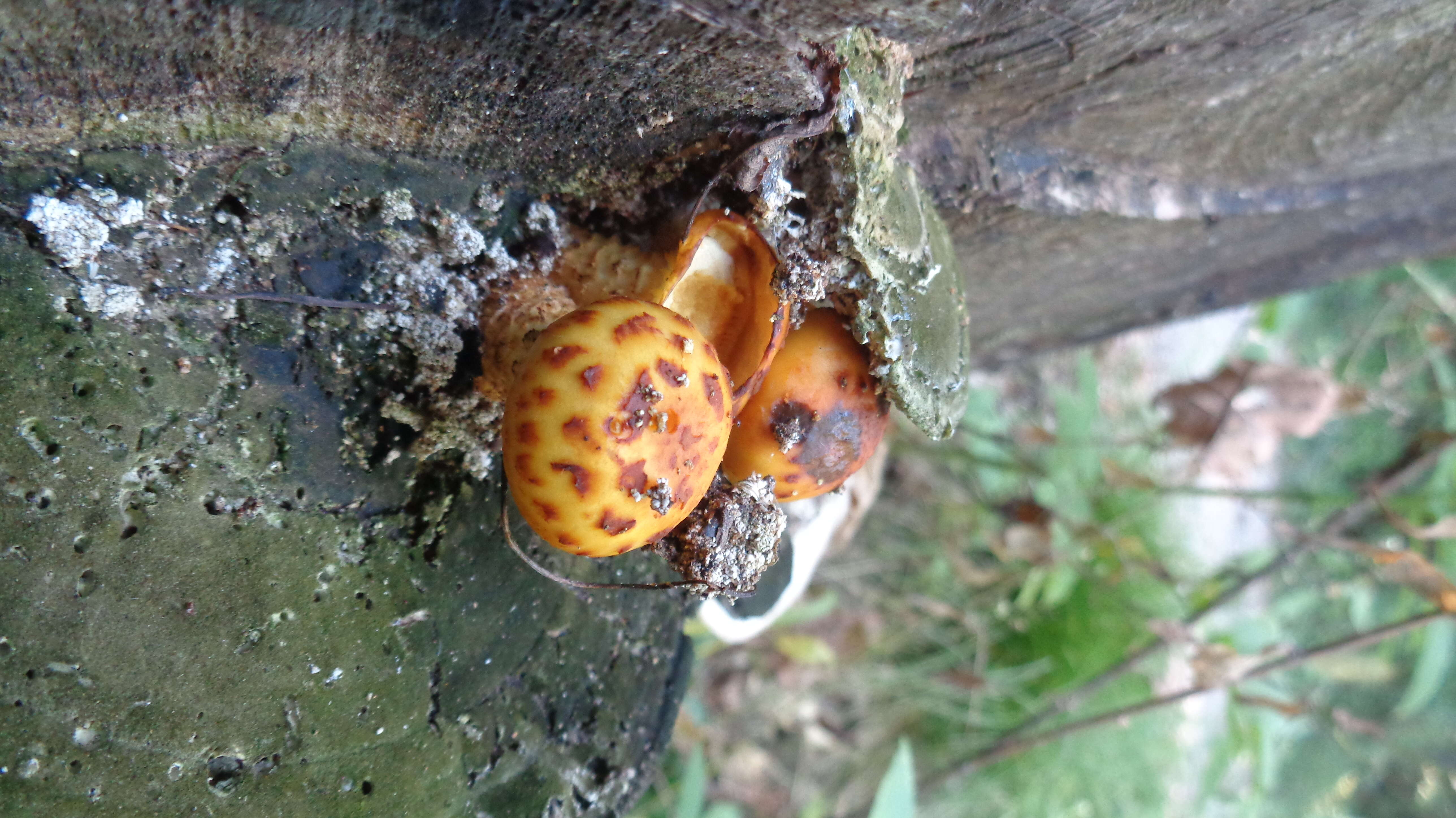 Pholiota squarrosa (Vahl) P. Kumm. 1871 resmi