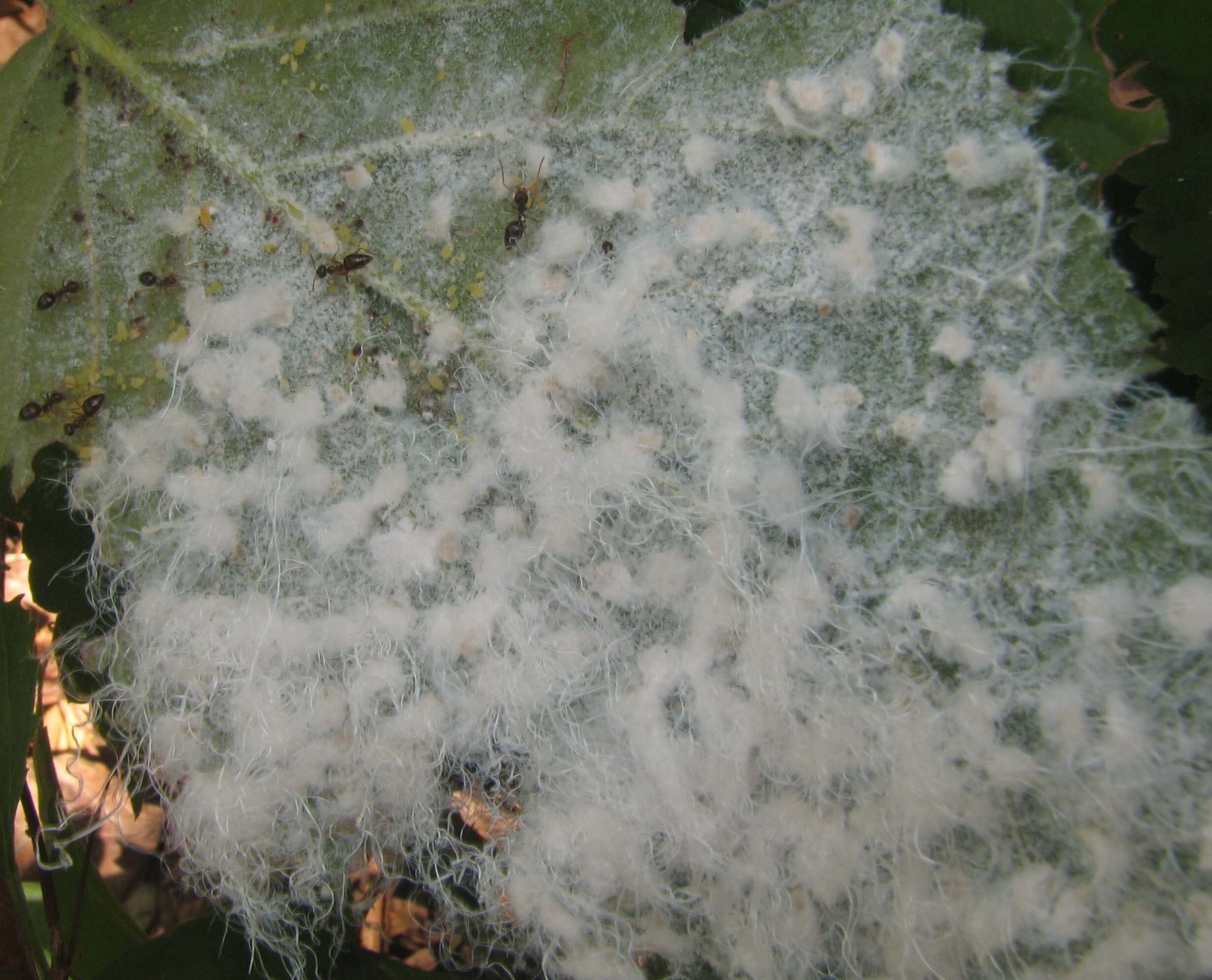 Image of jumping plant lice