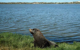 Image of Antipodean Fur Seal