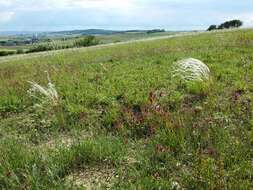 Image of European feather grass