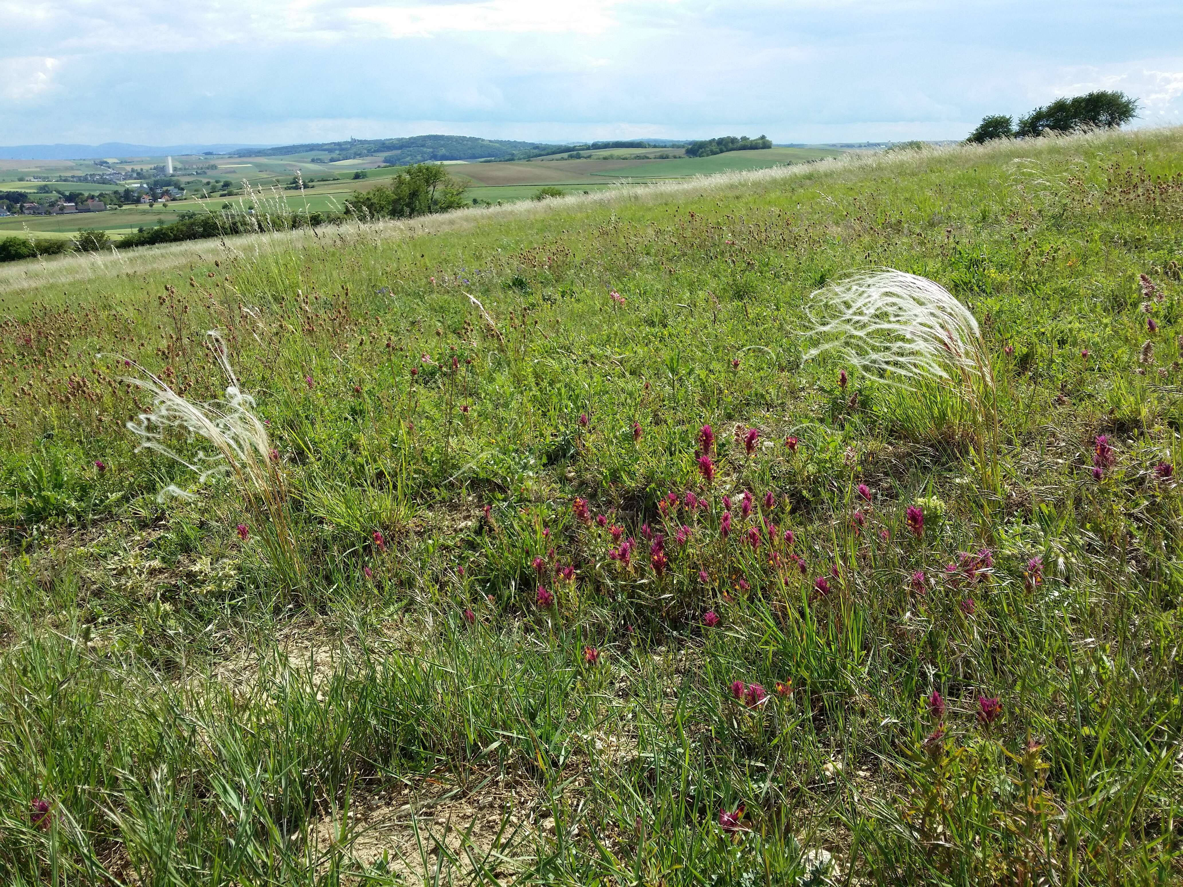 Image of European feather grass