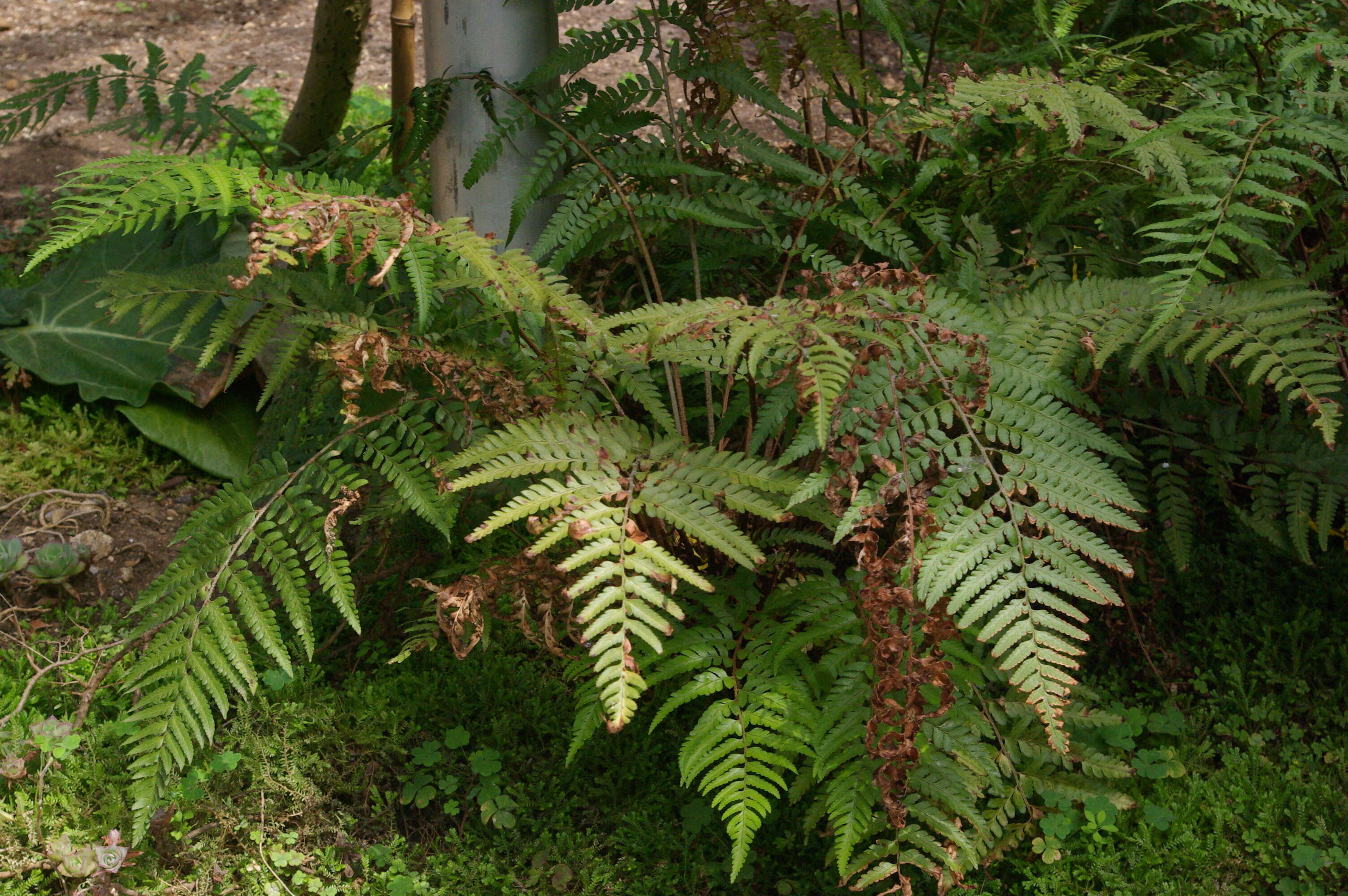 Polystichum drepanum (Sw.) C. Presl resmi