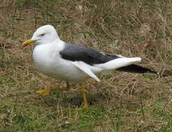 Image of Lesser Black-backed Gull