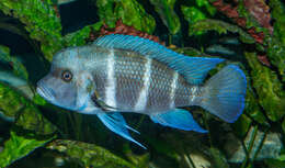 Cyphotilapia resmi