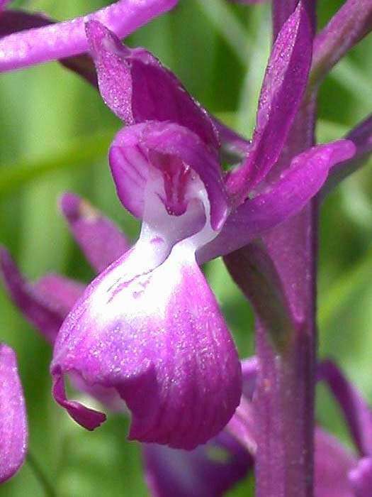 Anacamptis laxiflora (Lam.) R. M. Bateman, Pridgeon & M. W. Chase的圖片