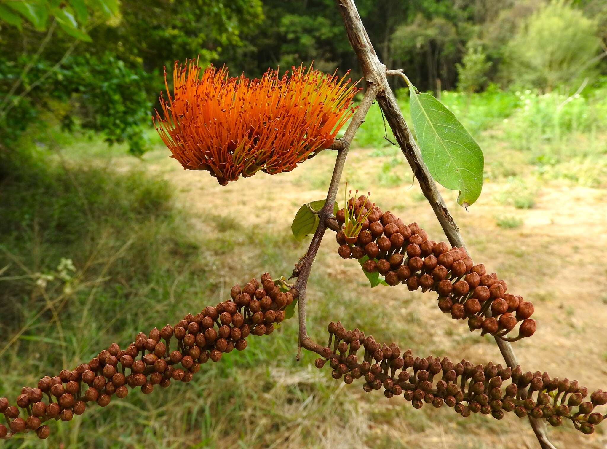 Imagem de Combretum farinosum Kunth