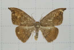 Image of Agnidra scabiosa Butler 1877