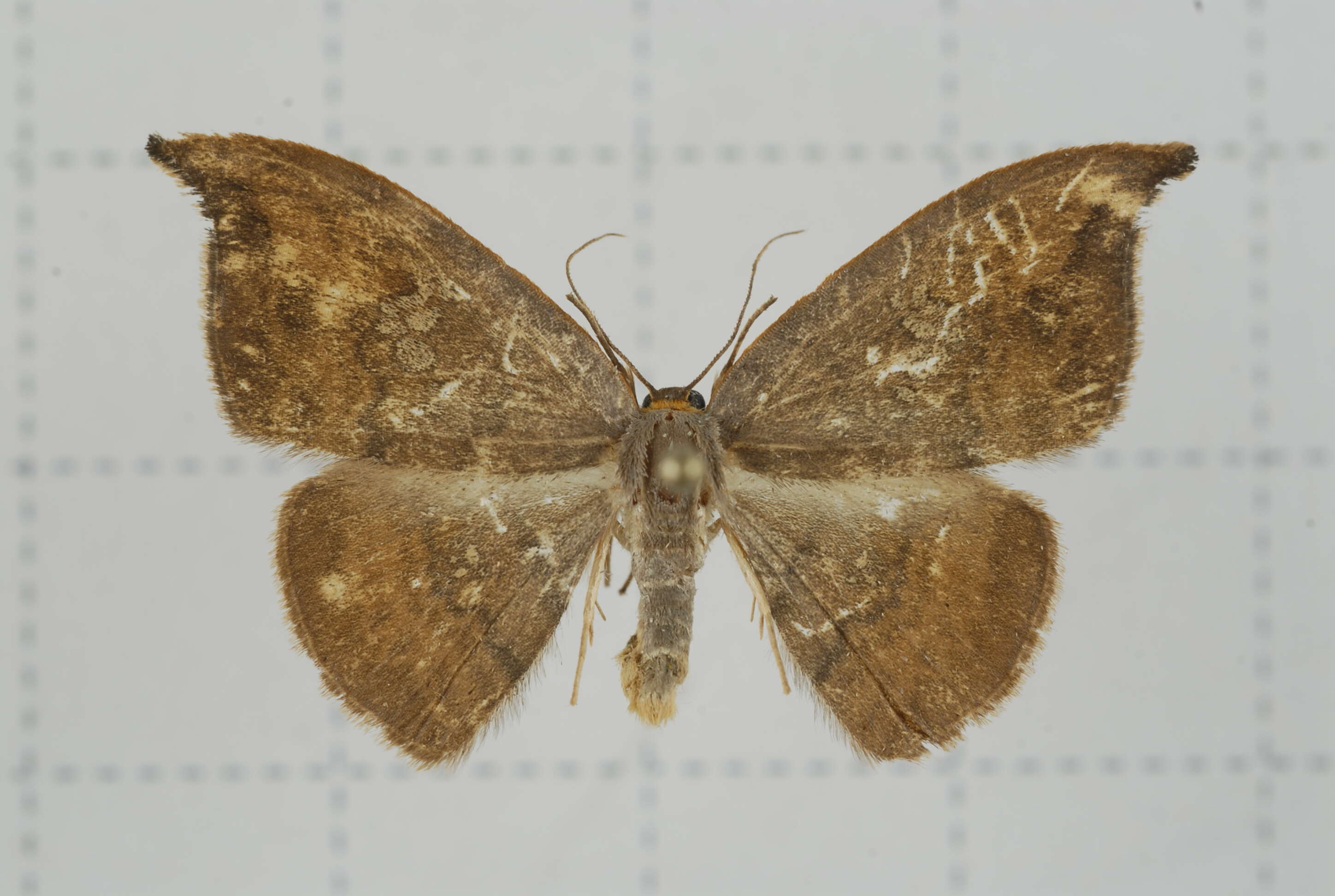 Image of Agnidra scabiosa Butler 1877