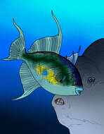 Image of Triggerfish