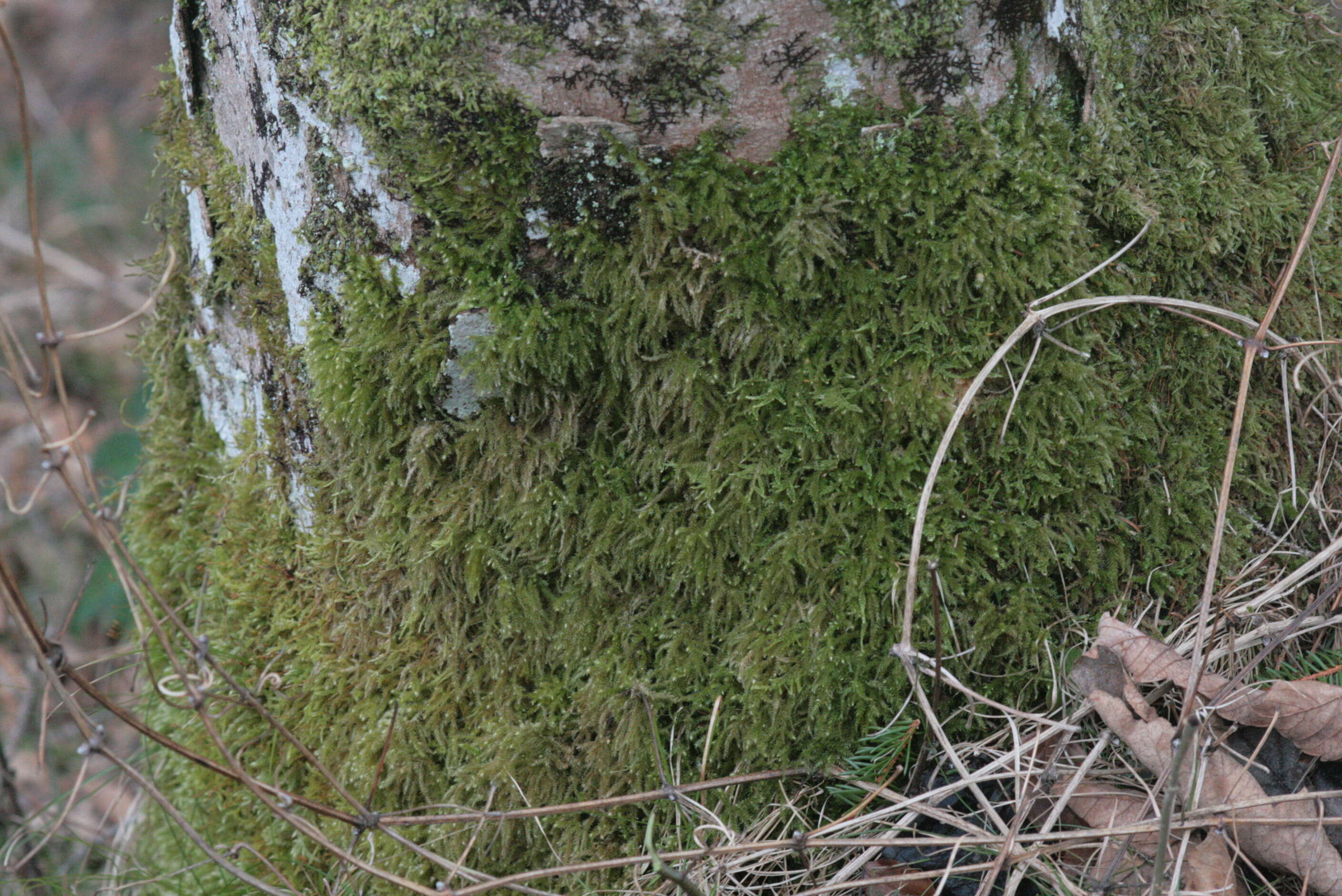 Image of common striated feather-moss