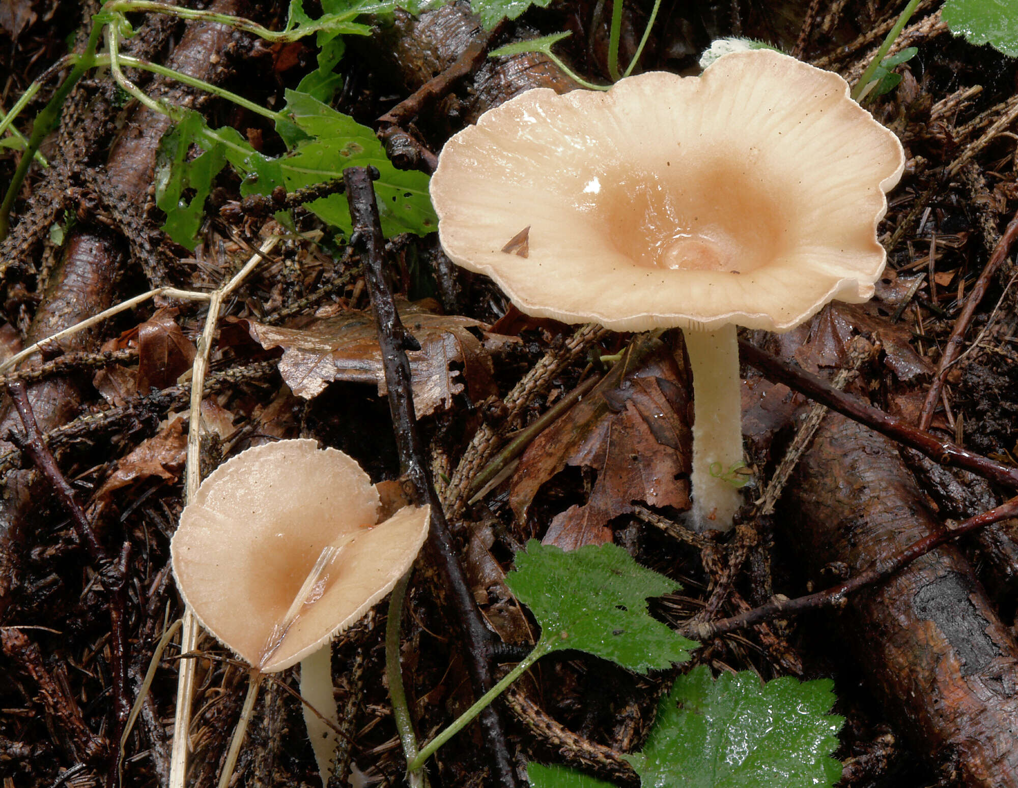 Слика од Clitocybe gibba (Pers.) P. Kumm. 1871