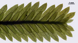 Image of Maidenhair moss