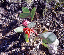 Image of Protea cordata Thunb.