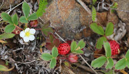 Image of beach strawberry