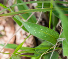 Image of Pulmonaria longifolia (Bast.) Boreau