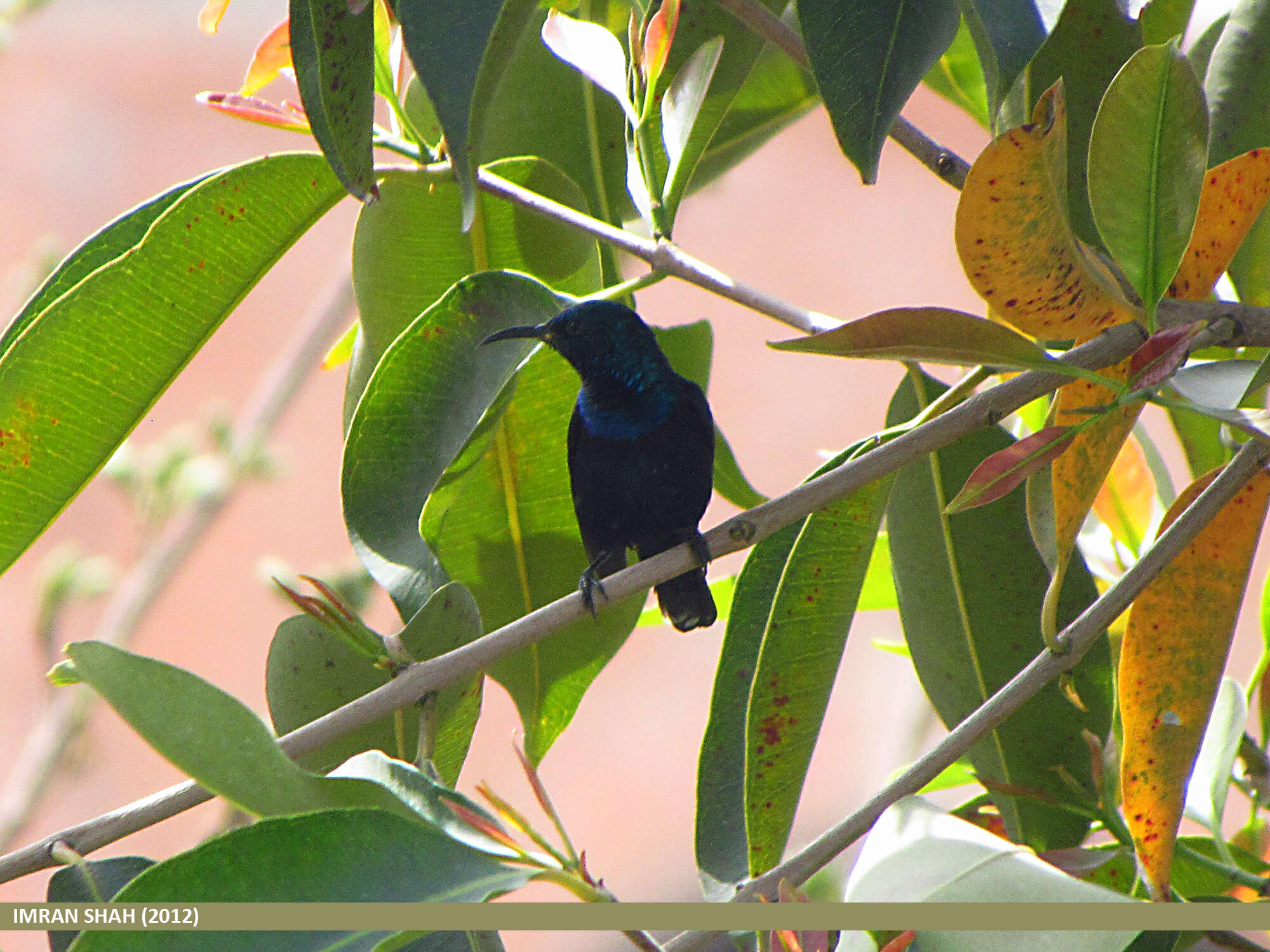 Image of Purple Sunbird