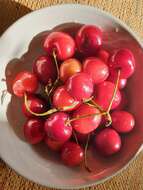 Image of gean, wild cherry