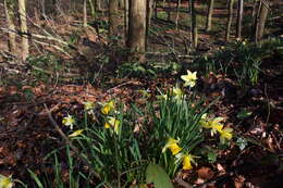 Image of daffodil