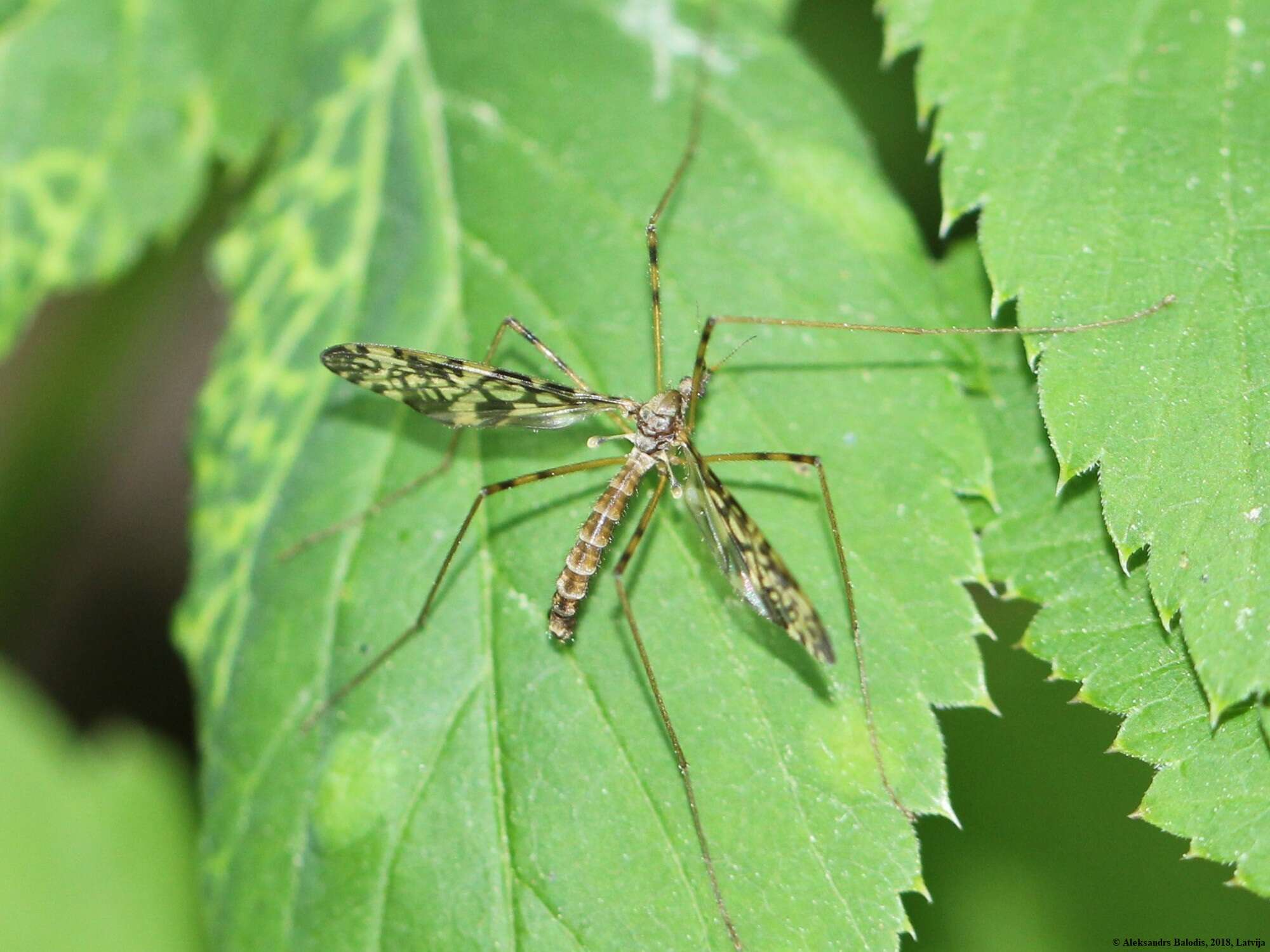 Image of Epiphragma (Epiphragma) ocellare (Linnaeus 1760)