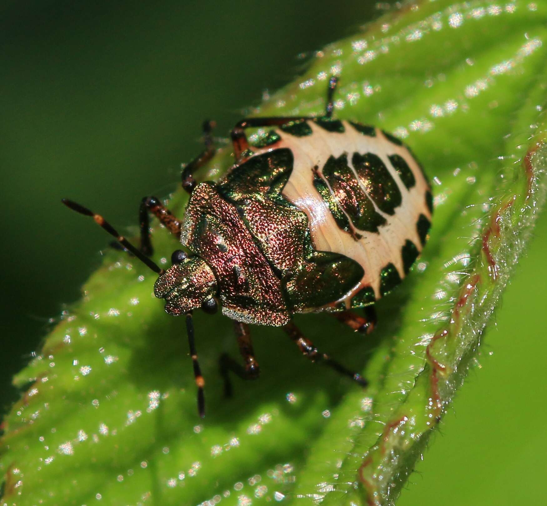 Image of Troilus luridus