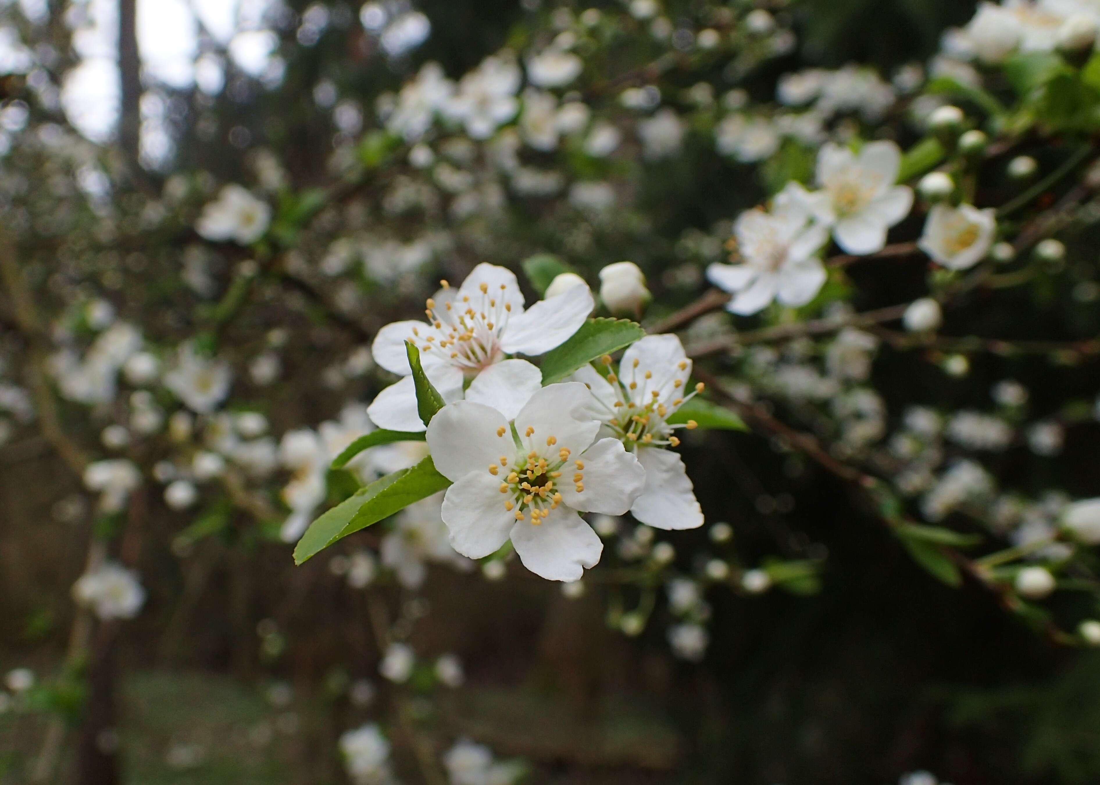 Imagem de Malus sylvestris Mill.