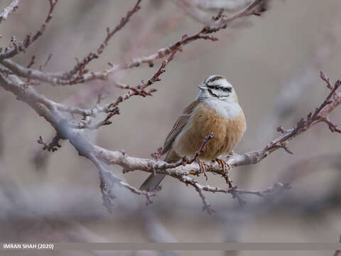 Image of European Rock Bunting