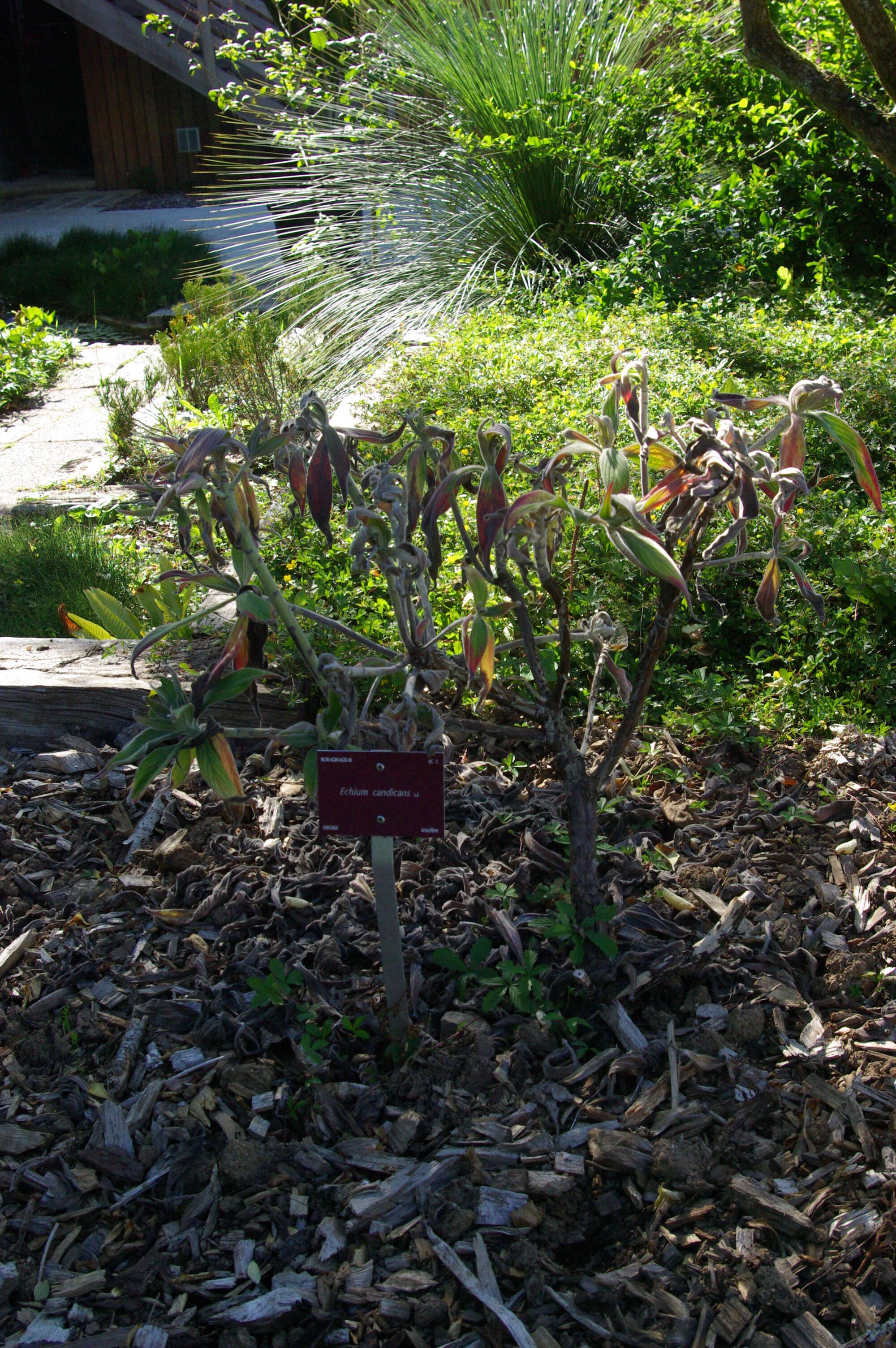 Imagem de Echium candicans L. fil.