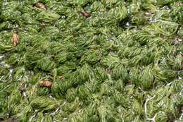 Image of Common Stonewort