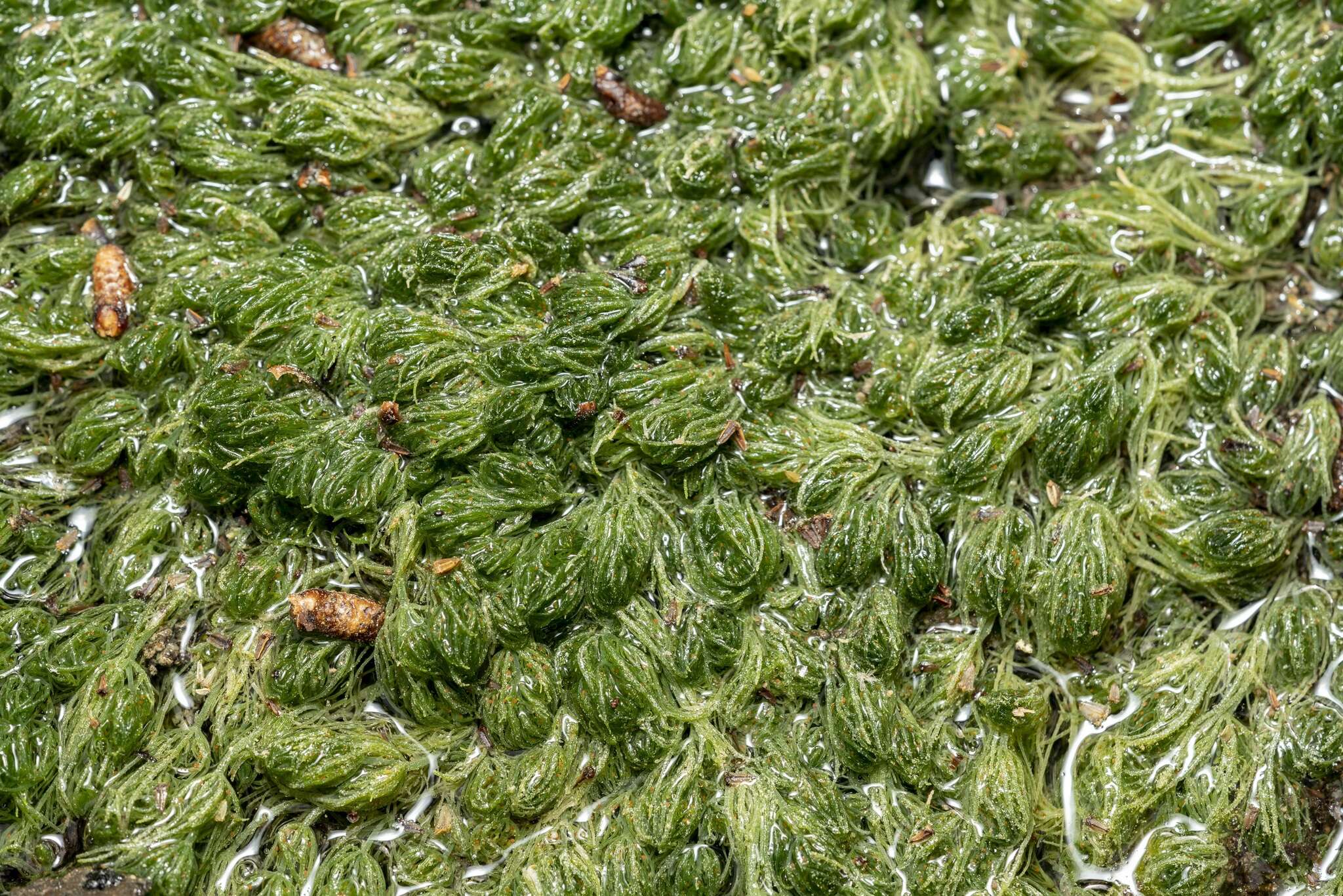 Image of Common Stonewort