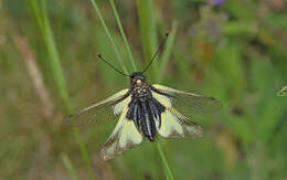 Image of Owly sulphur