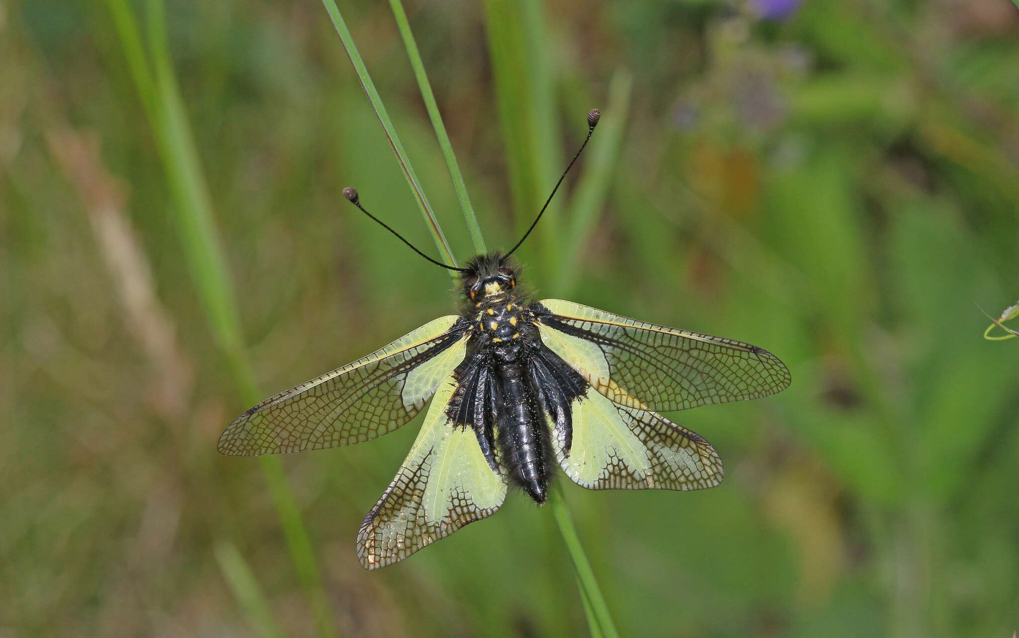 Image of Owly sulphur