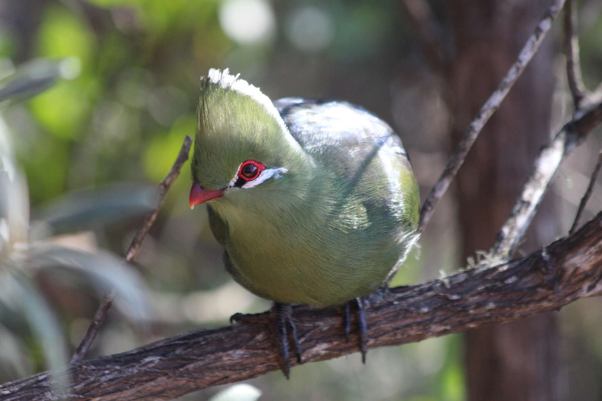 Image of Knysna Lourie