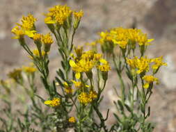 Image of Cooper's goldenbush