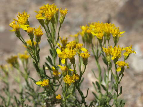 Image of Cooper's goldenbush