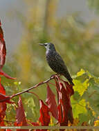 Image of Sturnus Linnaeus 1758