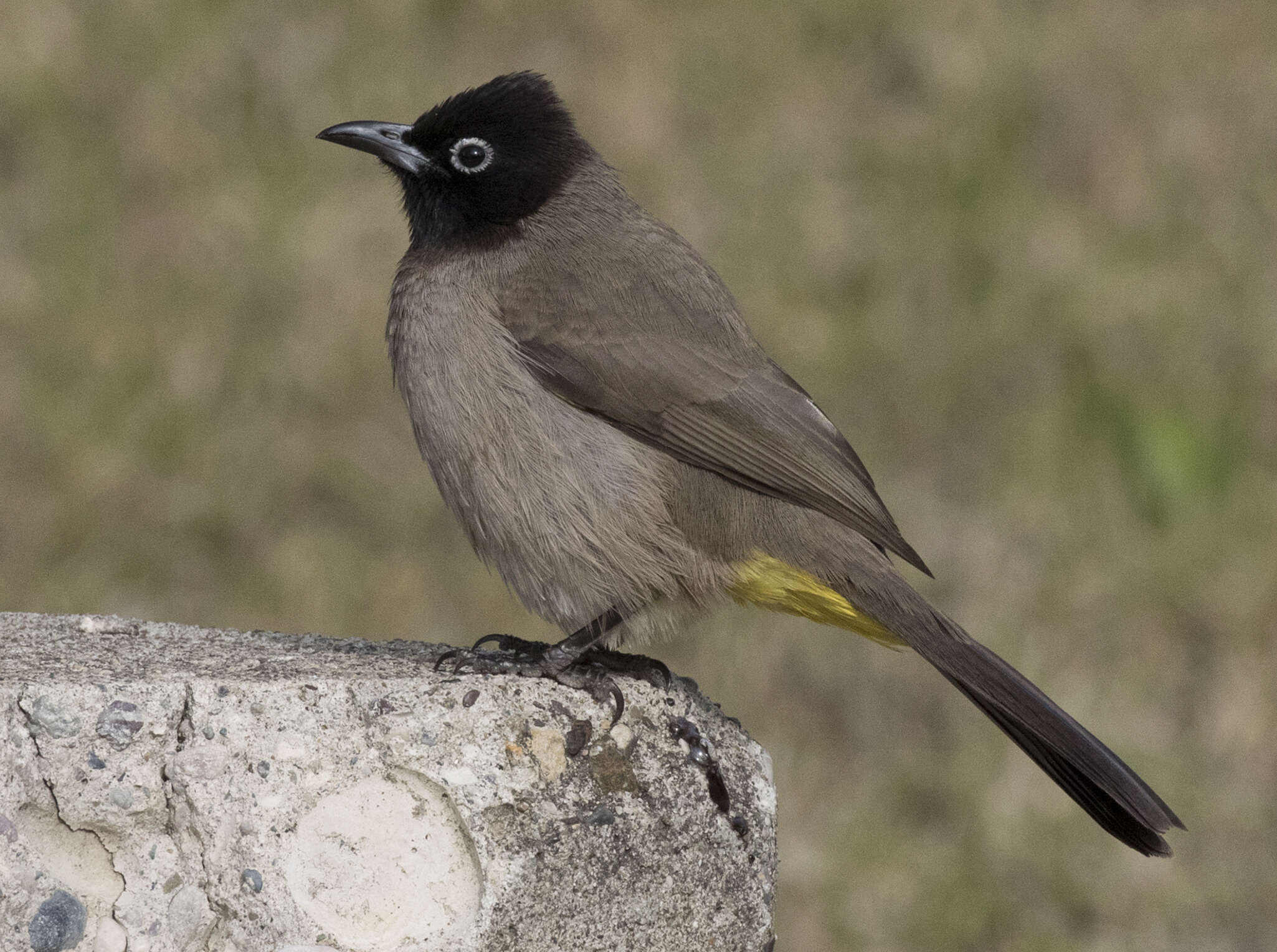 Image of White-eyed Bulbul