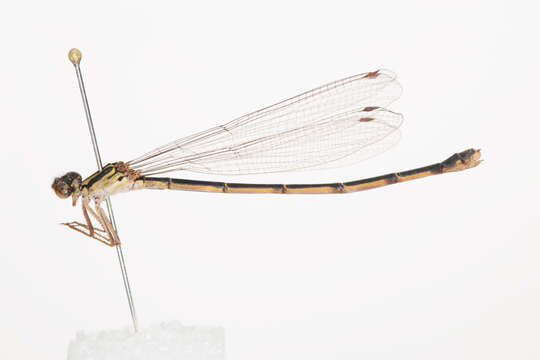 Image of Common Redcoat Damselfly