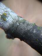 Image of Tiny button lichen