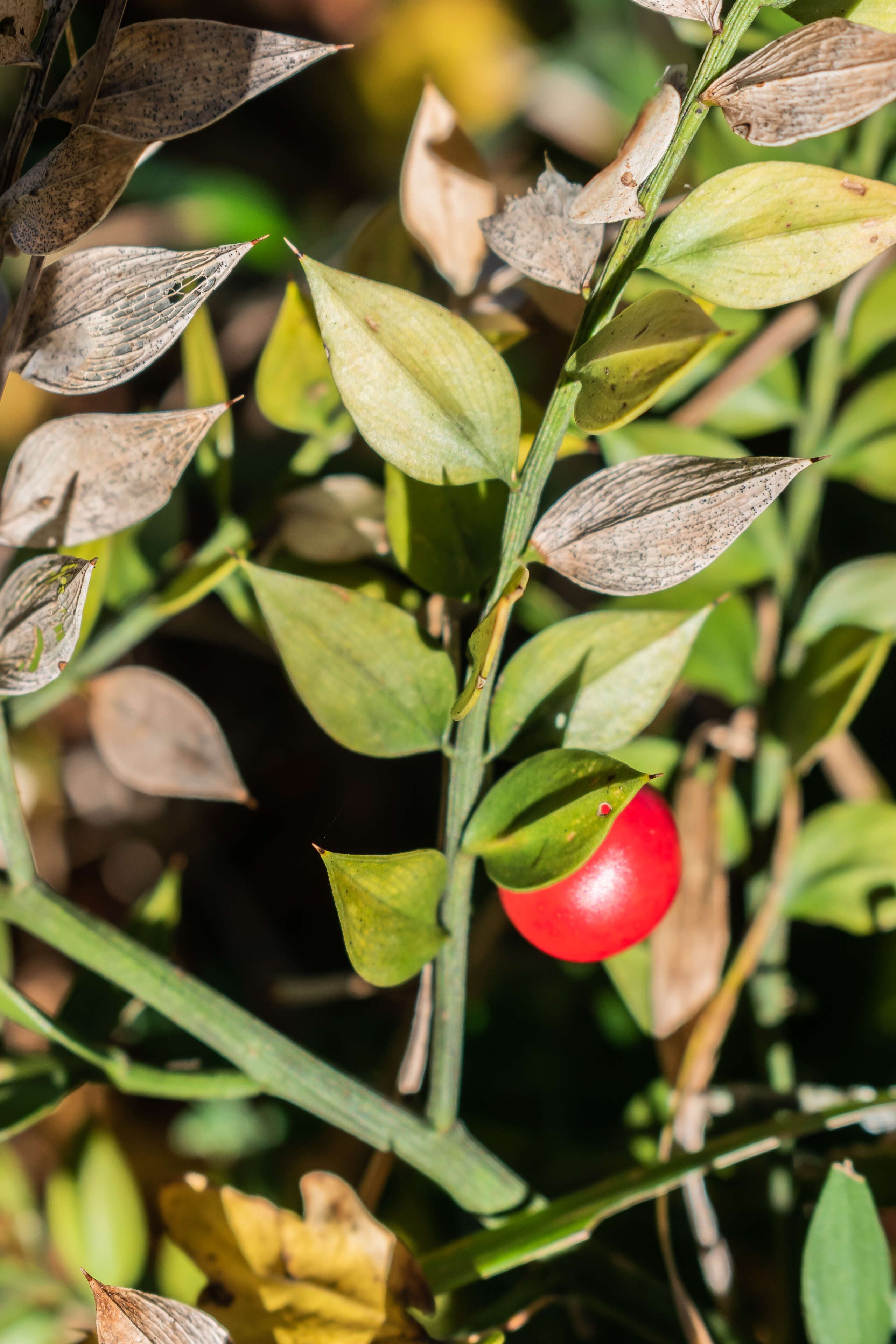 Image of Box Holly