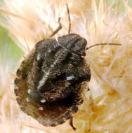 Image of Eurygaster testudinaria