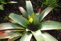 Image of Guzmania sanguinea (André) André ex Mez